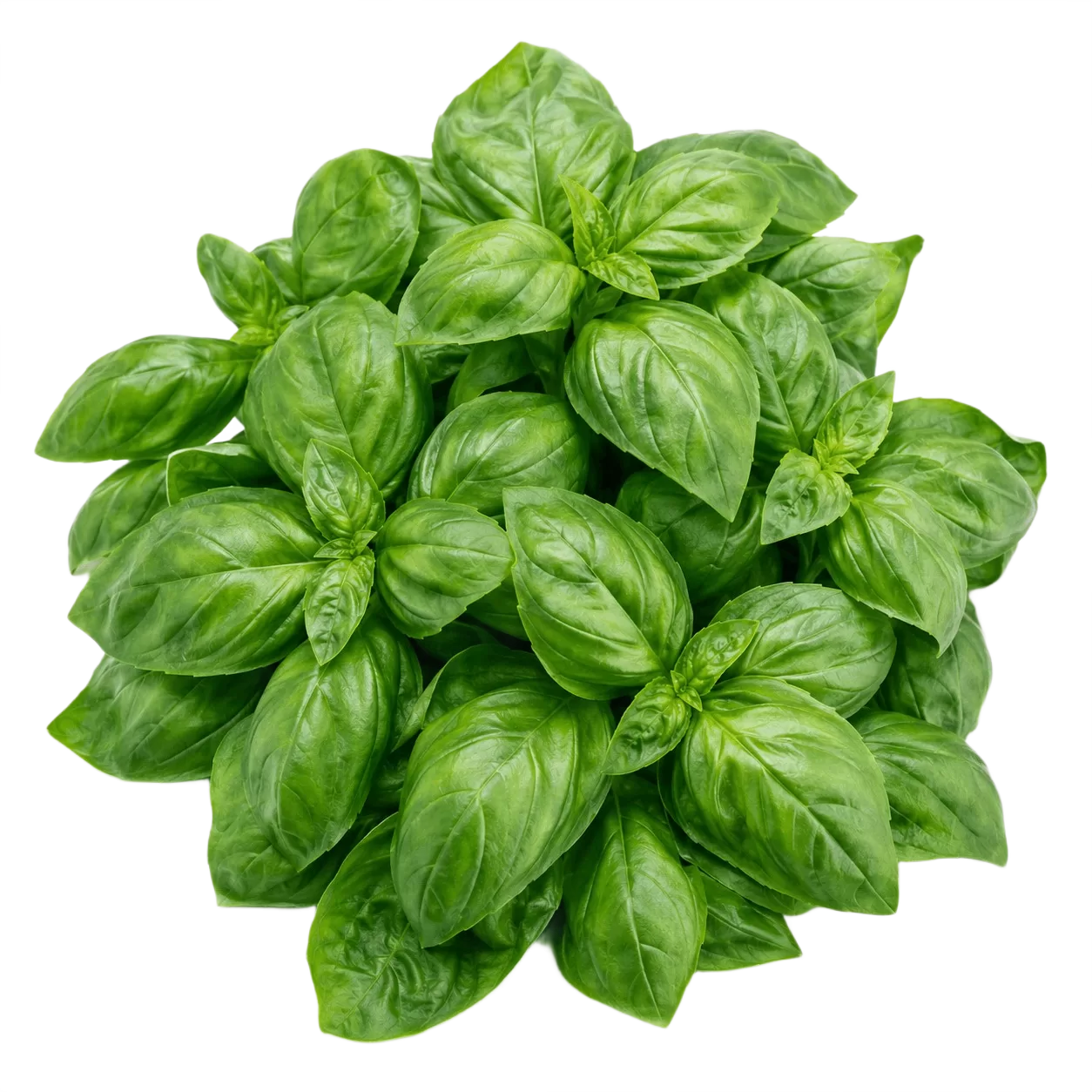 Basil