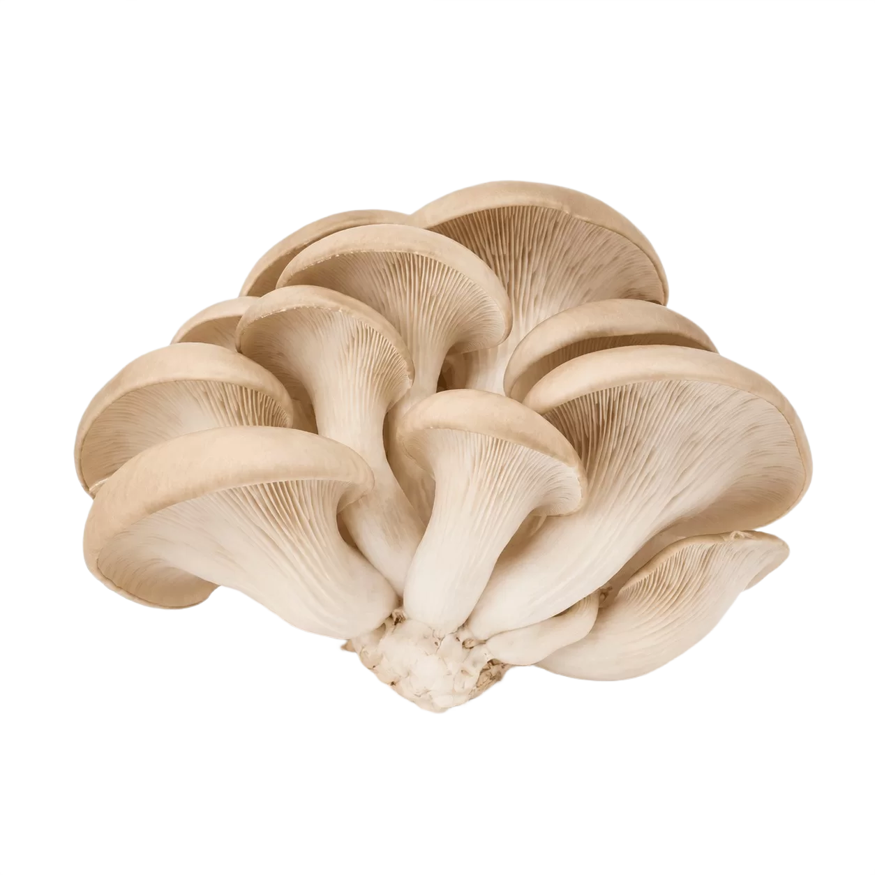 Oyster Mushroom