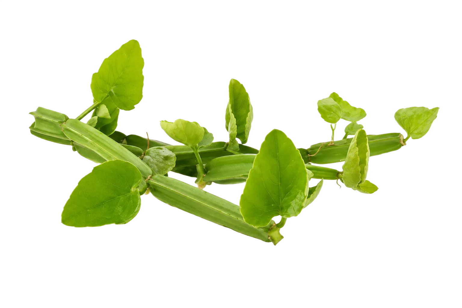 Pirandai