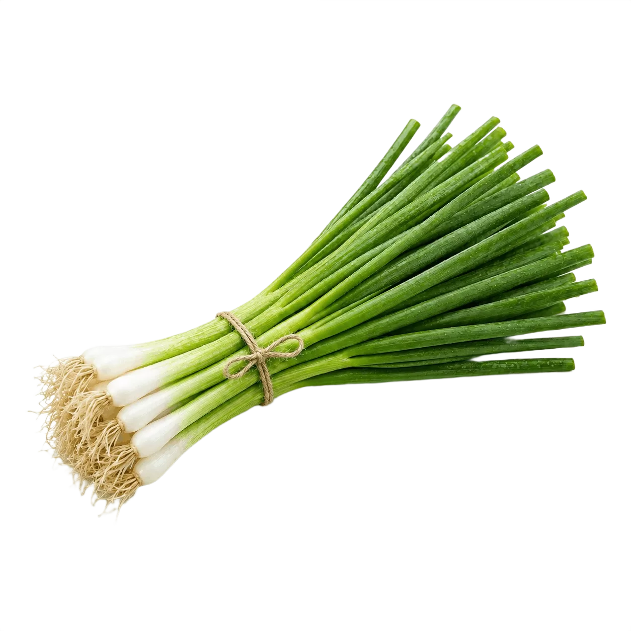 Spring Onion