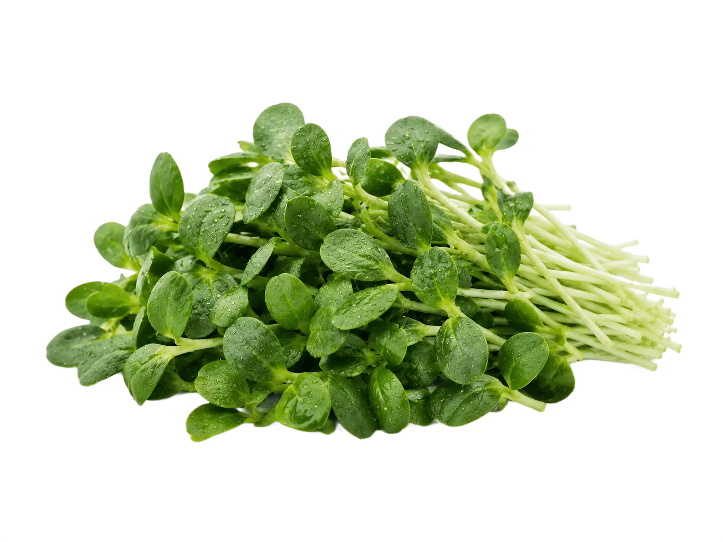 Sunflower Greens