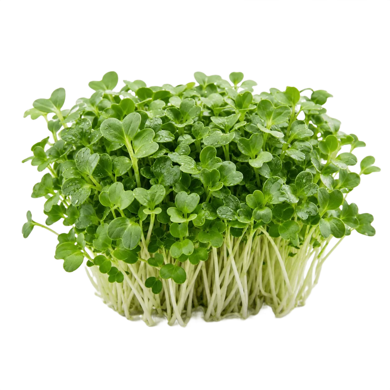 Broccoli MicroGreens