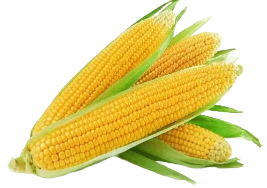 Sweet Corn